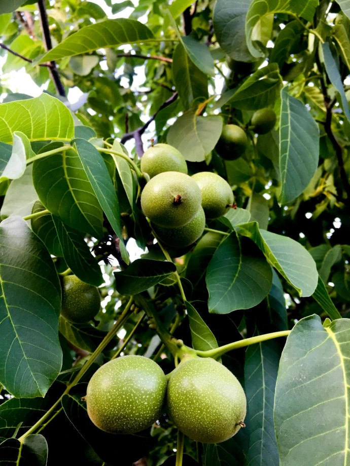 مزارع جوز