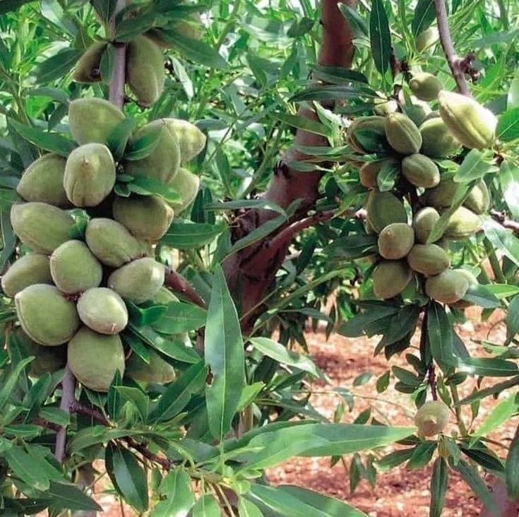 مزرعة لوز